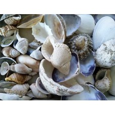 Shells